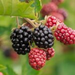 Gave-økonomi – En måde at skabe bær(e)dygtige relationer på.